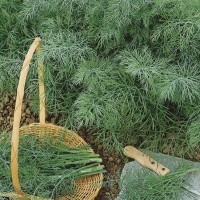 Koper Ogrodowy – Nasiona – Kiepenkerl