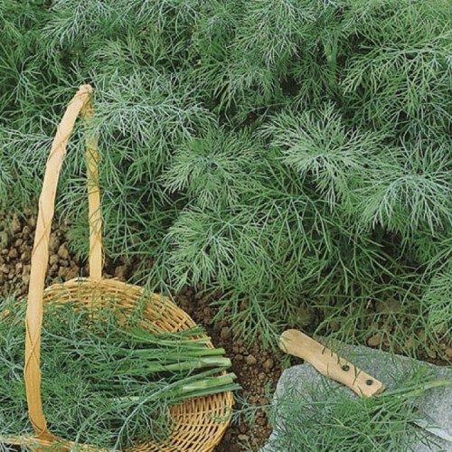 Koper Ogrodowy – Nasiona – Kiepenkerl