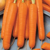 Marchew 'Flyaway' F1 – Odporna – Nasiona – Kiepenkerl