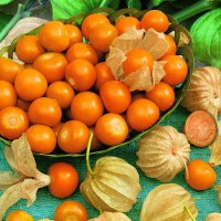 Miechunka Peruwiańska – Rodzynek brazylijski – Nasiona – Kiepenkerl