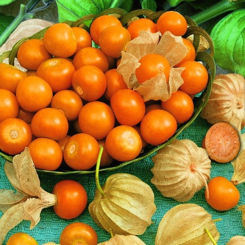 Miechunka Peruwiańska – Rodzynek brazylijski – Nasiona – Kiepenkerl