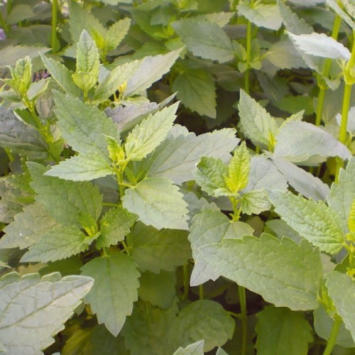 Mięta Koreańska Miododajna 'Seoul' – Nasiona – Kiepenkerl