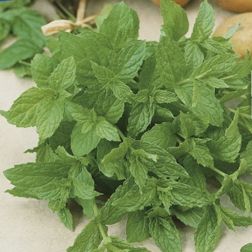 Mięta Pieprzowa Wieloletnia – Nasiona – Kiepenkerl