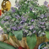 Ogórecznik Lekarski Jednoroczny – Nasiona – Kiepenkerl