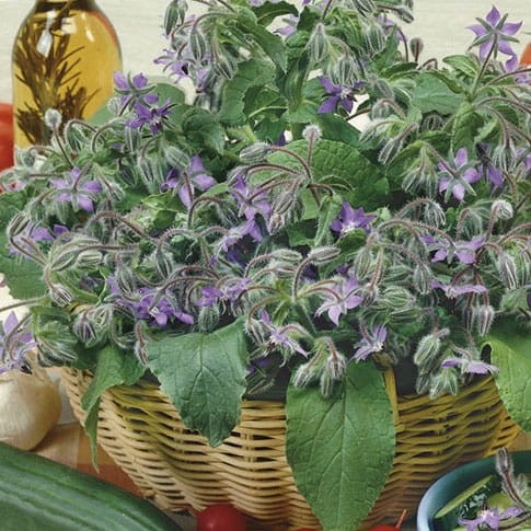 Ogórecznik Lekarski Jednoroczny – Nasiona – Kiepenkerl