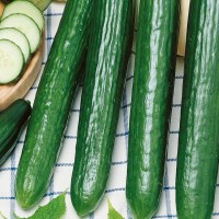 Ogórek Długi 'Saladin' F1 – Nasiona – Kiepenkerl