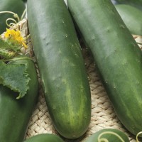 Ogórek Szklarniowy 'Tanja' – Nasiona – Kiepenkerl