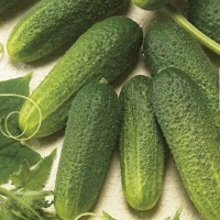 Ogórek Konserwowy 'Excelsior' F1 – Gruntowy – Nasiona – Kiepenkerl
