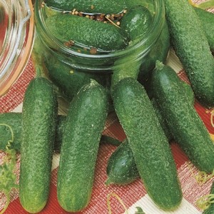Ogórek Konserwowy 'Diamant' F1 – Gruntowy – Nasiona – Kiepenkerl