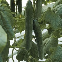 Ogórek Szklarniowy 'Euphya' F1 – Długi – Nasiona – Kiepenkerl