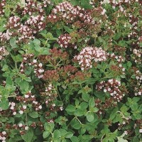 Oregano Lebiodka – Nasiona – Kiepenkerl