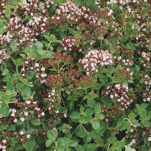 Oregano Lebiodka – Nasiona – Kiepenkerl