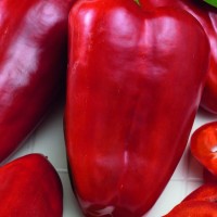 Papryka 'Bendigo' F1 – Odporna – Nasiona – Kiepenkerl