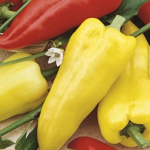 Papryka 'Zlata' – Przekąskowa – Nasiona – Kiepenkerl