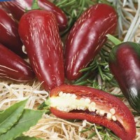 Papryka Chili 'Fundador' F1 – Nasiona – Kiepenkerl