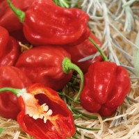 Papryka Czerwona 'Habanero' F1 – Nasiona – Kiepenkerl