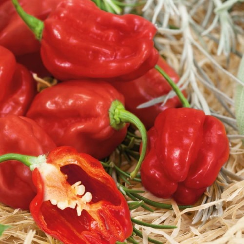 Papryka Czerwona 'Habanero' F1 – Nasiona – Kiepenkerl