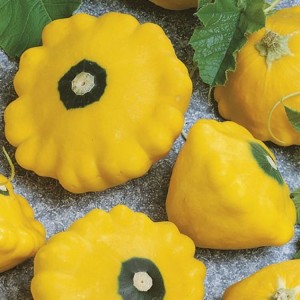 Patison 'Sunburst' – Nasiona – Kiepenkerl