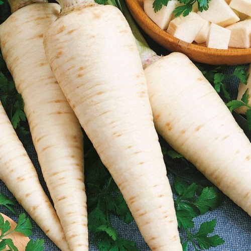 Pietruszka Korzenna 'Halblange' – Nasiona – Kiepenkerl