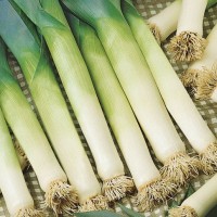 Por Wczesny 'Bavaria'  – Nasiona – Kiepenkerl