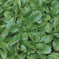 Roszponka 'Vit' – Duże Opakowanie – Nasiona – Kiepenkerl