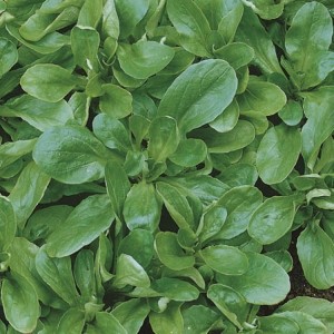 Roszponka 'Vit' – Duże Opakowanie – Nasiona – Kiepenkerl