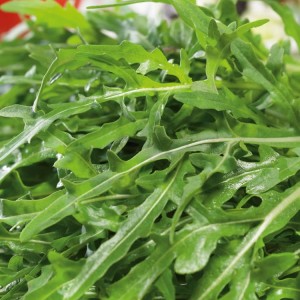 Rukola 'Speedy' – Całoroczna – Nasiona – Kiepenkerl