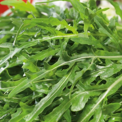 Rukola 'Speedy' – Całoroczna – Nasiona – Kiepenkerl
