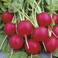 Rzodkiewka 'Lucia' F1 – Wczesna – Nasiona – Kiepenkerl