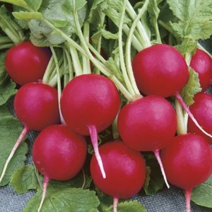 Rzodkiewka 'Lucia' F1 – Wczesna – Nasiona – Kiepenkerl