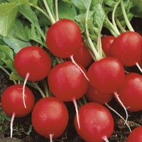 Rzodkiewka 'Saxa 3' – Bardzo Popularna – Nasiona – Kiepenkerl