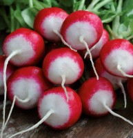 Rzodkiewka 'Poloneza' – Nasiona – Kiepenkerl