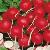 Rzodkiewka 'Vitessa' – Nasiona – Kiepenkerl