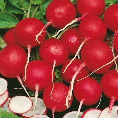 Rzodkiewka 'Vitessa' – Nasiona – Kiepenkerl