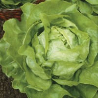 Sałata Masłowa 'Dynamite' – Odporna – Nasiona – Kiepenkerl