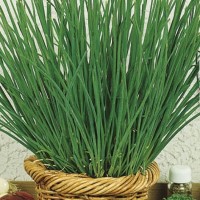 Szczypiorek Całoroczny 'Nelly' – Nasiona – Kiepenkerl