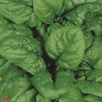 Szpinak 'Matador' – Mrozoodporny – Nasiona – Kiepenkerl