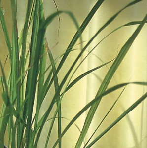 Trawa Cytrynowa Całoroczna 'East Indian' – Nasiona – Kiepenkerl