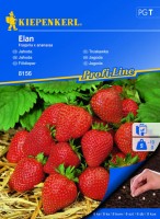 Truskawka 'Elan' F1 – Zwisająca – Nasiona – Kiepenkerl - przód