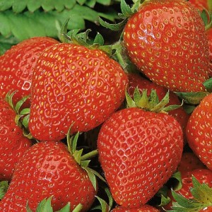 Truskawka 'Elan' F1 – Zwisająca – Nasiona – Kiepenkerl