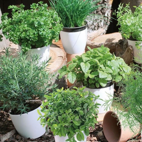 Zioła Mieszanka – Nasiona Taśma 5 m – Kiepenkerl