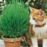 Trawa Dla Kota – Nasiona – Kiepenkerl