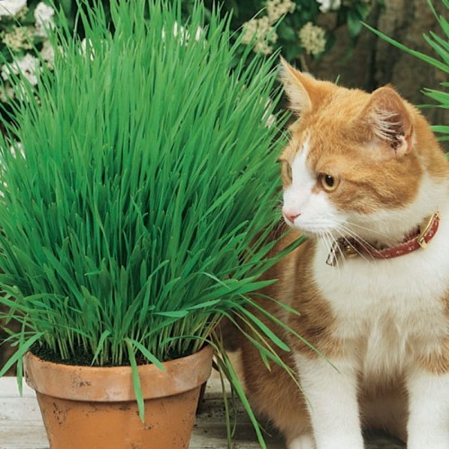 Trawa Dla Kota – Nasiona – Kiepenkerl