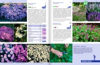 Rośliny Do Każdego Ogrodu – Poradnik - byliny