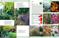 Rośliny Do Każdego Ogrodu – Poradnik - drzewa liściaste