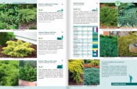 Rośliny Do Każdego Ogrodu – Poradnik - rośliny iglaste