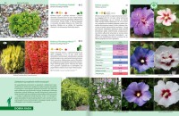 Rośliny Do Każdego Ogrodu – Poradnik - krzewy liściaste