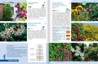 Rośliny Do Każdego Ogrodu – Poradnik - pnącza