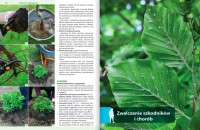 Rośliny Do Każdego Ogrodu – Poradnik - porady