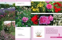 Rośliny Do Każdego Ogrodu – Poradnik - róże